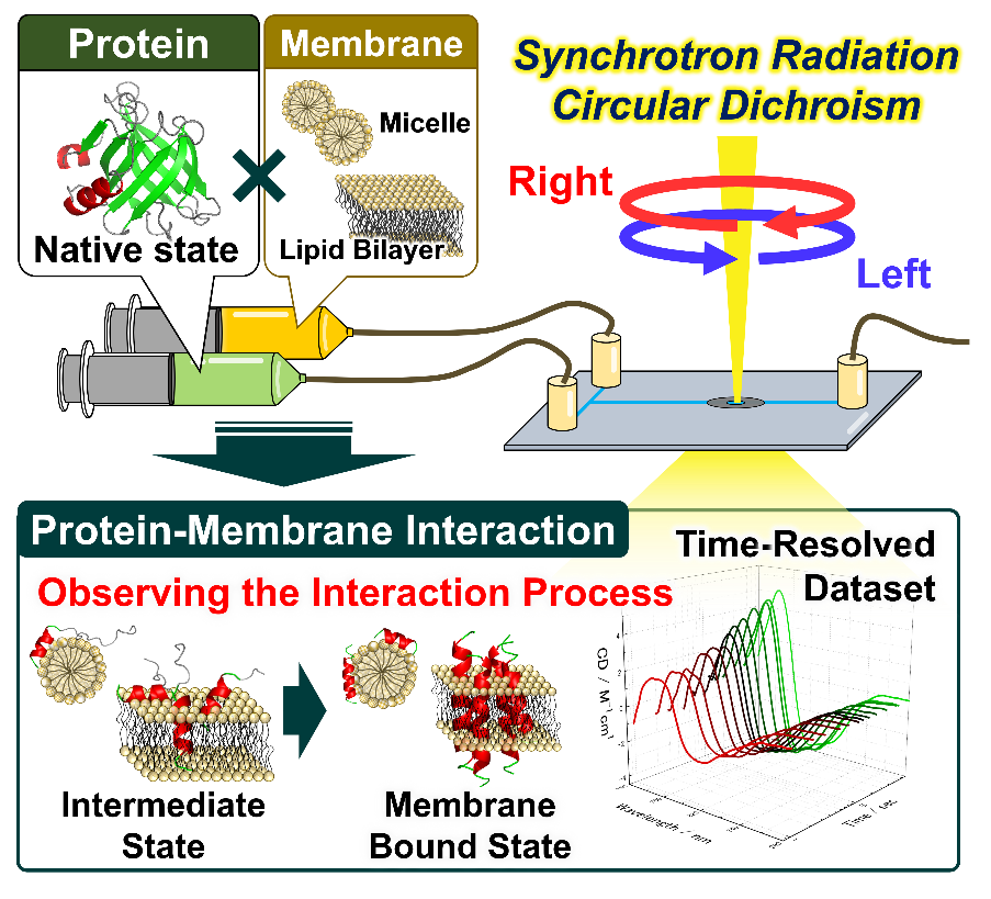 Prof. Koichi Matsuo (Hiroshima Univ.) has published a research article in Analytical Chemistry.